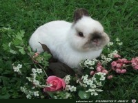 ich bin der Schönste