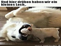 Lustige Hunde