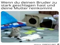 Katze guckt schuldig
