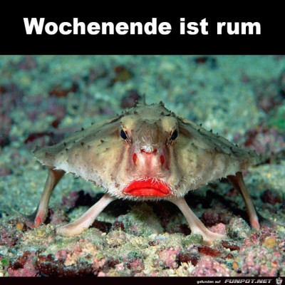 Wochenende-ist-rum.jpg von Heather