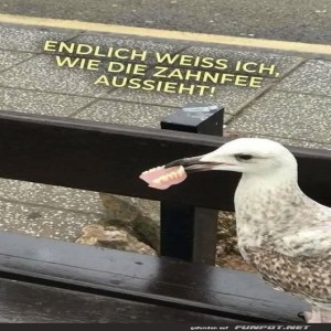 fun-Bild: Möwe mit Gebiss entdeckt