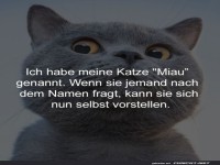 Katze mit lustigem Namen