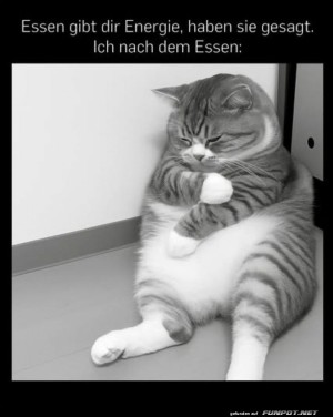 Nach-dem-Essen-ist-vor-dem-Nickerchen!.jpg auf www.funpot.net