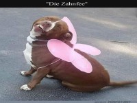 Wenn die Zahnfee zum Hund wird!
