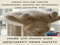 Fauler Kater Dilemma: Erfolg im Nichtstun?