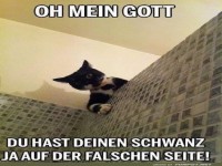 Katzenlogik: �berraschungseffekt garantiert!