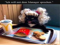 Friseurtermin verpasst: Katzen-Protest!