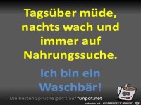 Ein Waschb�r