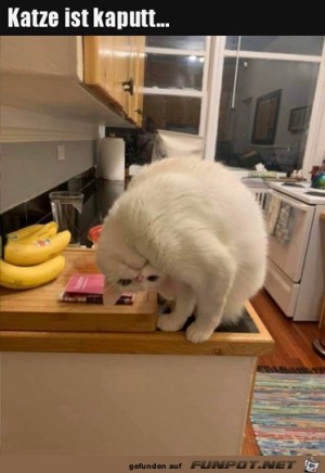 Katze-ist-kaputt.jpg auf www.funpot.net