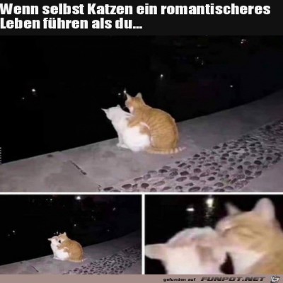 Katzen-P&auml;rchen.jpg von Clara