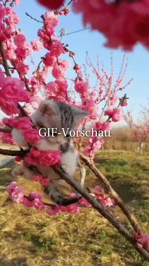 Kätzchen im blühenden Zweig