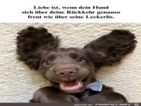 Hund freut sich