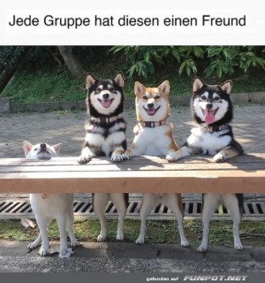 Vier-Hunde-posieren-freundlich-fr-ein-Gruppenfoto.jpg auf www.funpot.net