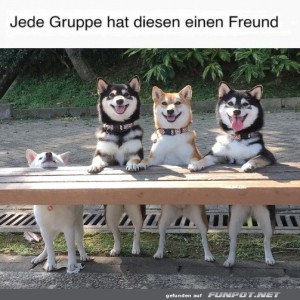 fun-Bild: Vier Hunde posieren freundlich für ein Gruppenfoto