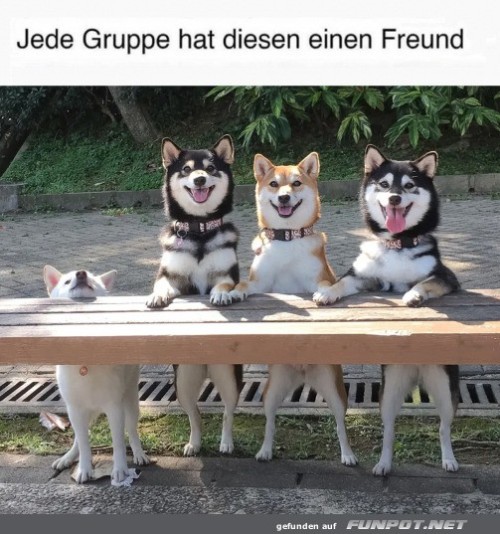 Vier-Hunde-posieren-freundlich-für-ein-Gruppenfoto.jpg auf www.funpot.net
