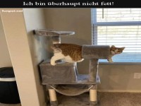 Katze und Kratzbaum Humor
