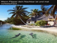 Delfine zu Besuch in tropischem Paradies