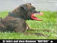 Lustiger Hund mit Knautschlippen