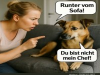 Sofa-Streit: Hund gegen Mensch!