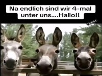 Esel-Quartett trifft auf vierten Freund