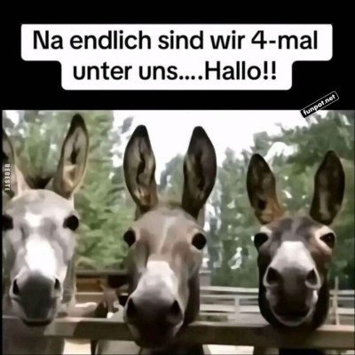 Esel-Quartett-trifft-auf-vierten-Freund.jpg von Kurt1978