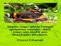 wenn man ohne fl�gel