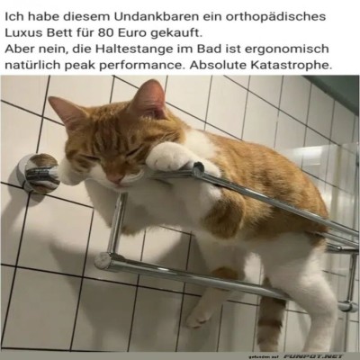 Luxuskatze-findet-neues-Lieblingsbett.jpg von Nachtstern