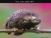 Eule auf Abwegen: Kopfverdreher des Tages!