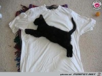 Katze8