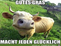 Gl�cklich