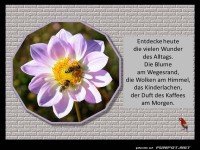 Entdecke heute die Wunder