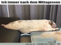 Immer nach dem Mittagessen