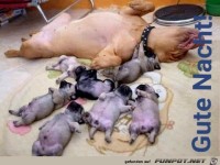 Gute Nacht liebe Hunde