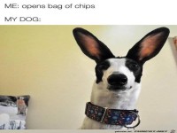 Hund hat Chipst�te geh�rt