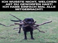 Hund bringt viele Stöcke