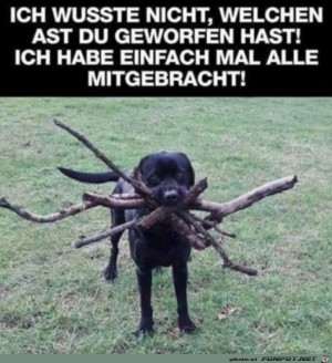 Hund-bringt-viele-Stcke.jpg auf www.funpot.net