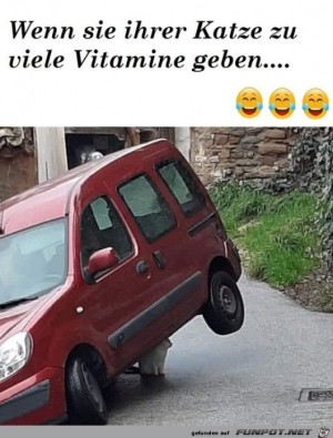 Starke-Katze.jpg auf www.funpot.net