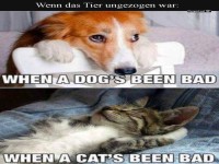 Witziges Tierverhalten: Hund vs. Katze