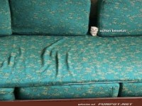 Wenn die Katze den besten Platz beansprucht