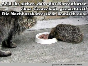 fun-Bild: Komische Katze