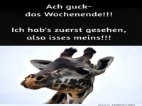 Wochenausblick aus Giraffenperspektive
