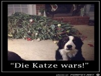 Die Katze wars