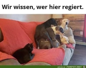 Die-Katze-ist-hier-der-Chef.jpg auf www.funpot.net