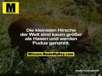 die kleinsten Hirsche der Welt