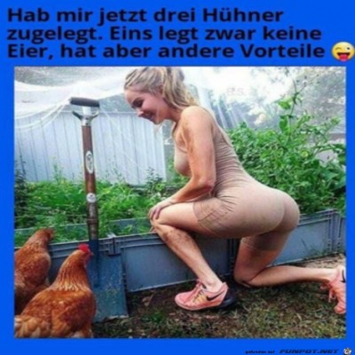 Drei-H&uuml;hner.jpg von Enya