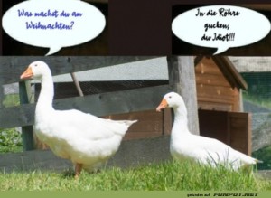 Bl�de-Frage.jpg auf www.funpot.net