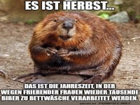 Wenn Biber zu Bettwsche werden