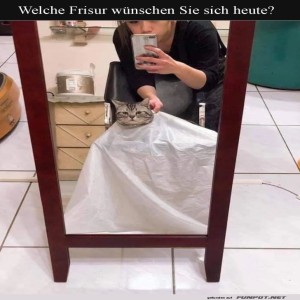 fun-Bild: Katzenhafte Friseurpläne