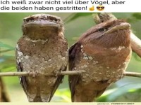 Vogel-Mediatoren gesucht!