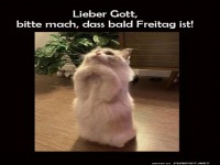 Katze mit Wochenend-Wunsch